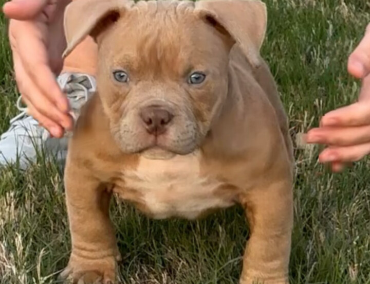 lil pups