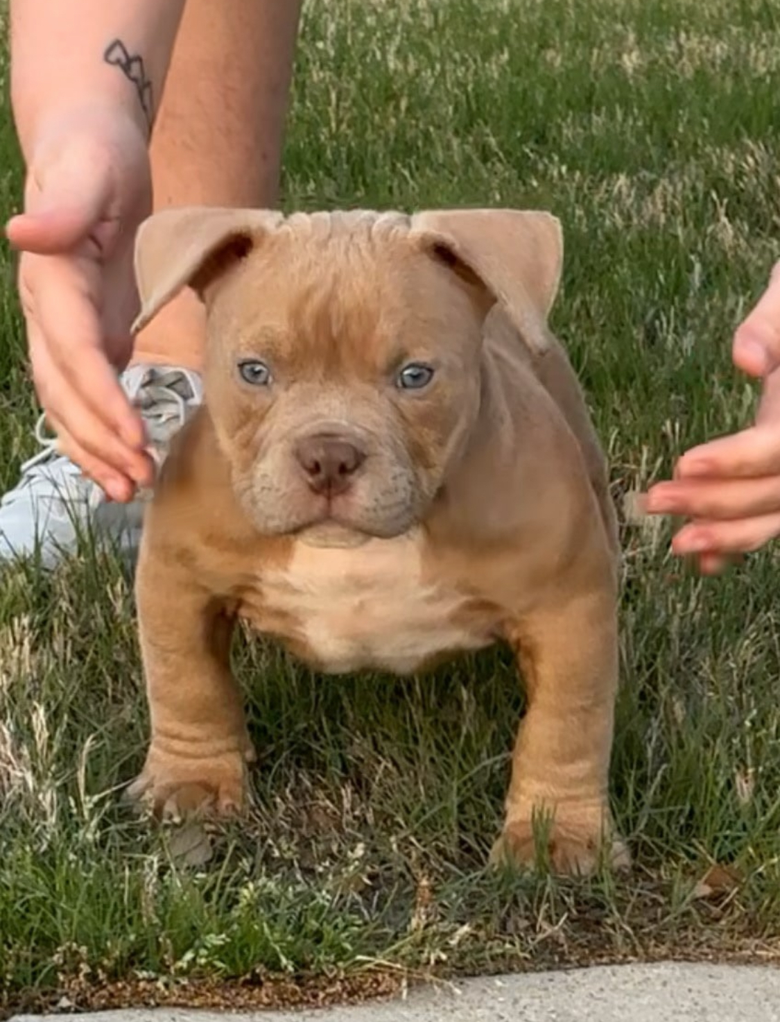 lil pups
