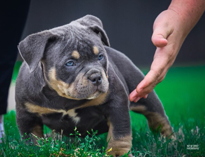 pups