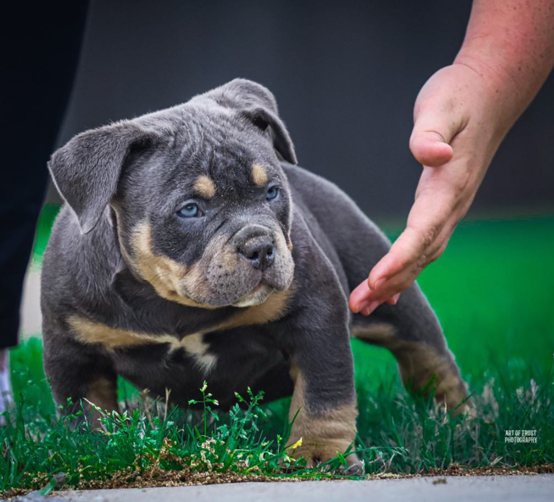 pups